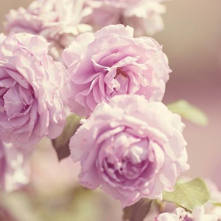 B&B Le Savoir Vivre Bonnes  Екстер'єр фото